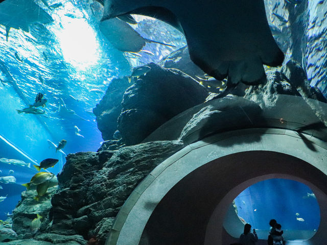 【大分県】 動物と"なかよくなる"水族館「大分マリーンパレス水族館うみたまご」🐬