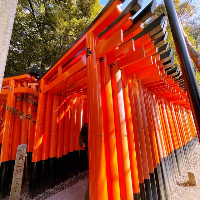 Memorable torii gates at the famous Kyoto Shinto s