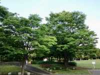 Wakasato Park