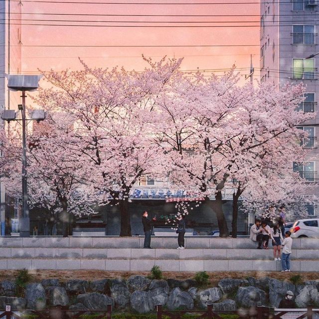 beautiful spot for spring at Seoul 