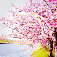 【三重】一足早く桜が見たいなら！ココおススメ