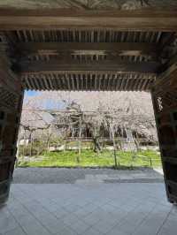 【京都】紅葉が有名だけど、実は立派な枝垂れ桜が見応えのある寺院