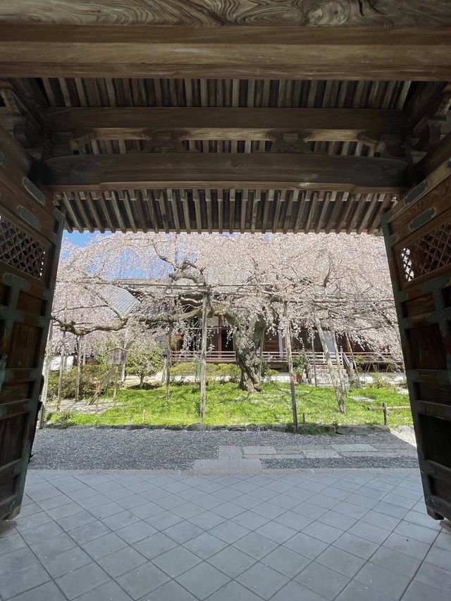 【京都】紅葉が有名だけど、実は立派な枝垂れ桜が見応えのある寺院