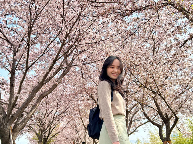 🇰🇷釜山｜高CP值賞櫻首選釜山🌸