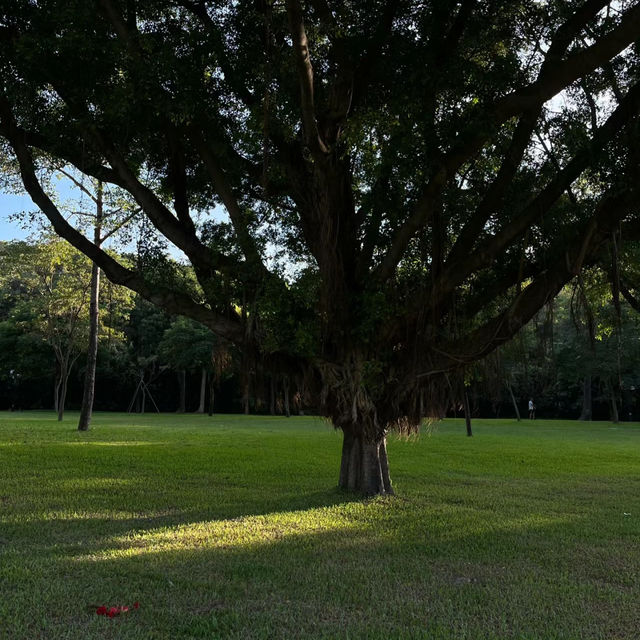「新加坡難得的市區綠洲：肯特崗公園」