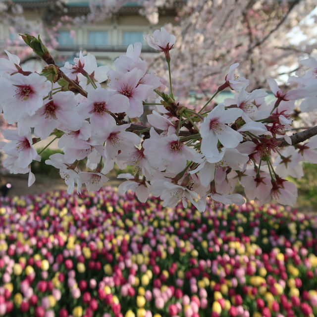 びわ湖大津館の桜とチューリップ