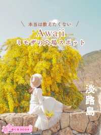 【淡路島】本当は教えたくない！ミモザの穴場スポット