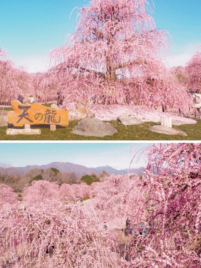 【三重】一生に一度は見たい！梅の絶景