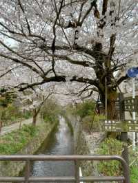🌸哲學之道：京都山麓的春日漫步🌸