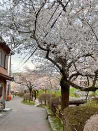 🌸哲學之道：京都山麓的春日漫步🌸
