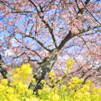 【春を探しに】河津桜を見に行こう！