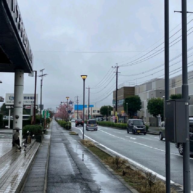 熊本縣早櫻：肥後大津站Aeon旁車路