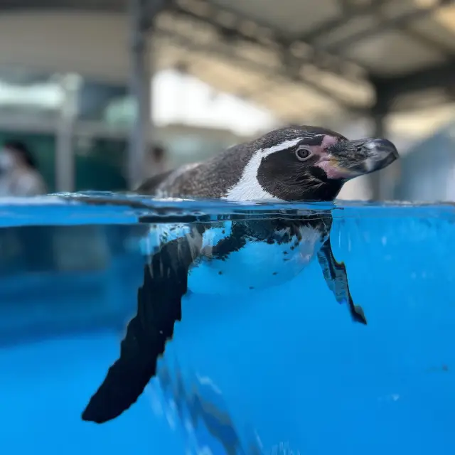 【鳥羽水族館の見どころ！】🐟