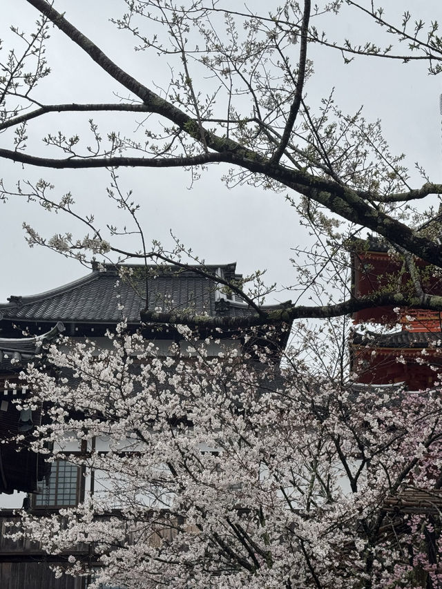 บานแล้ว ซากุระ ที่วัดน้ำใส Kiyomizu Dera เกียวโต