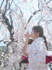 🇯🇵日本八阪神社🌸2024櫻花盛開😍🩷人像篇