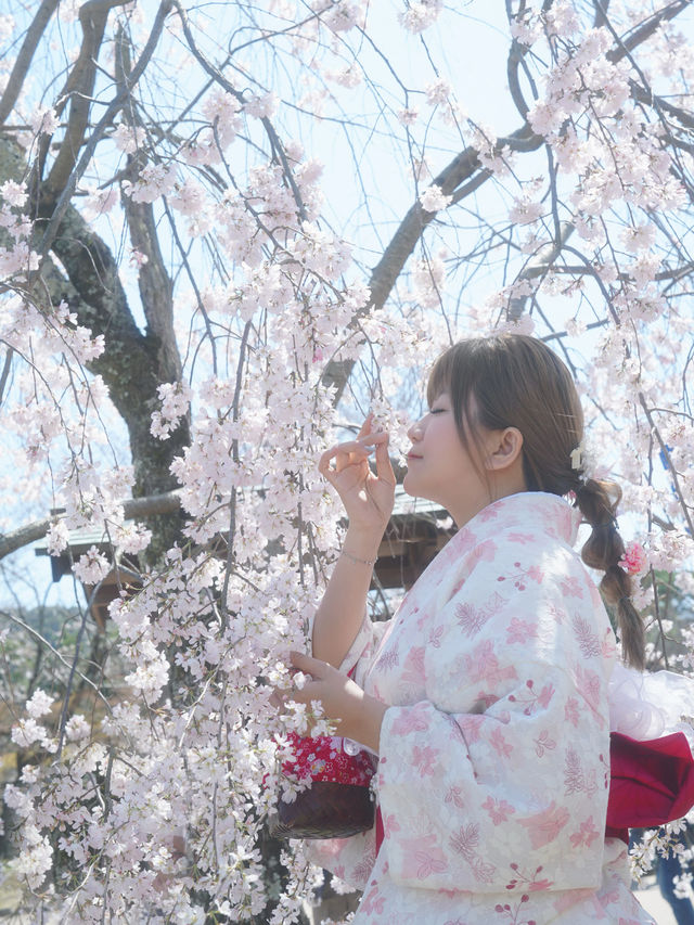 🇯🇵日本八阪神社🌸2024櫻花盛開😍🩷人像篇