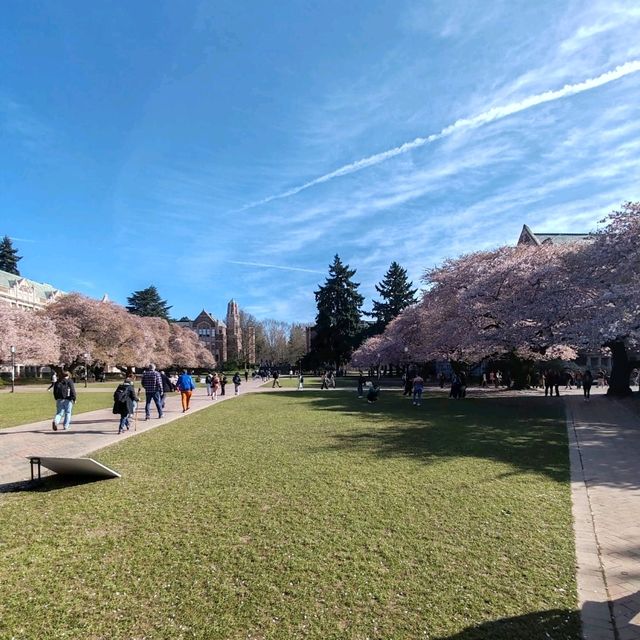 Cherry Blossoms in Seattle