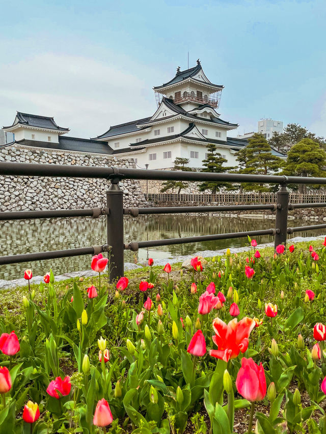 【富山】周りに咲く季節の花が素敵なお城