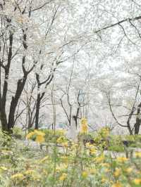 【ソウル】お城と桜のツーショットが撮れる可愛すぎるスポット♡