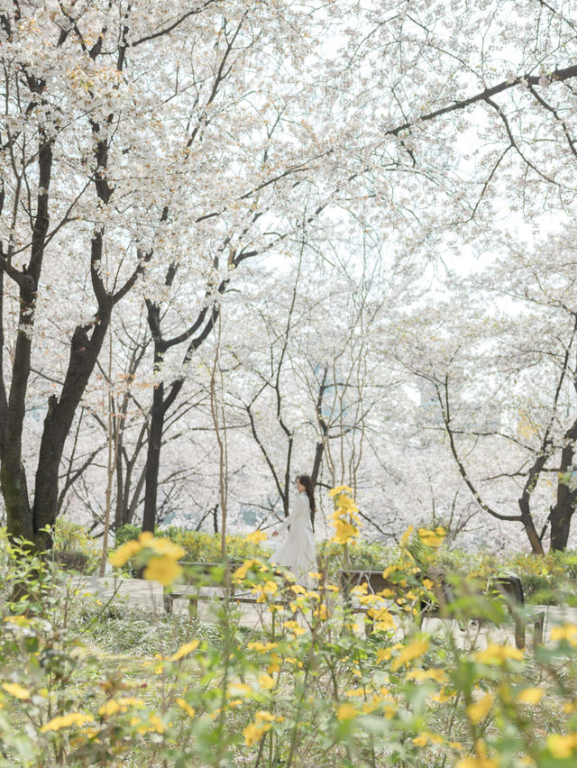 【ソウル】お城と桜のツーショットが撮れる可愛すぎるスポット♡
