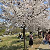 Picnic with Cherry Blossoms & Han River 🧺