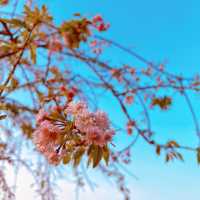 武漢櫻花園｜不出國也看櫻花滿天