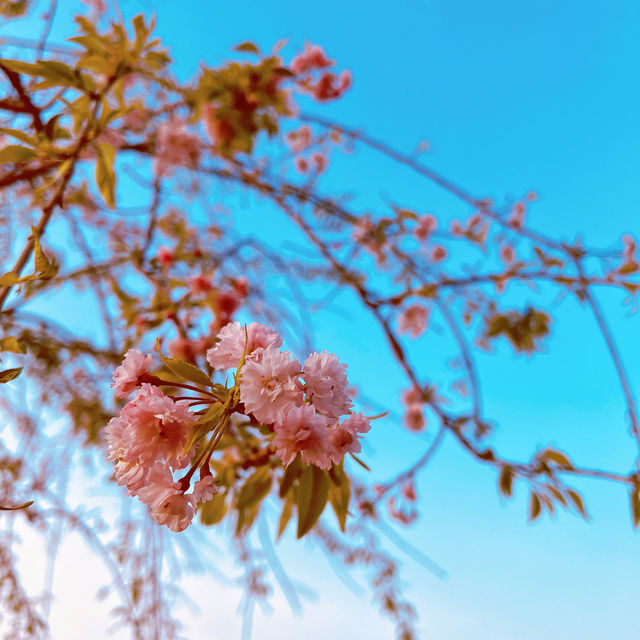 武漢櫻花園｜不出國也看櫻花滿天