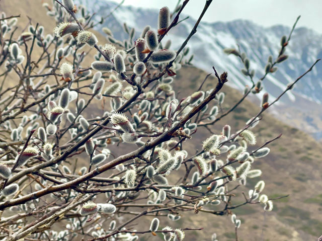  Blossoms brought a sense of tranquility 🌸