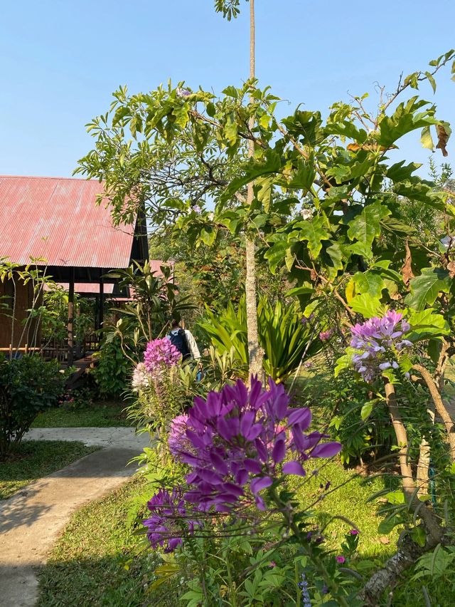 🇹🇭 A sweet getaway at Farmstay@ Pai