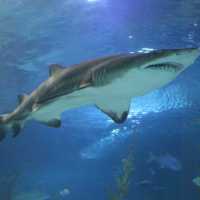 Exploring the Wonders of Aquaria KLCC 