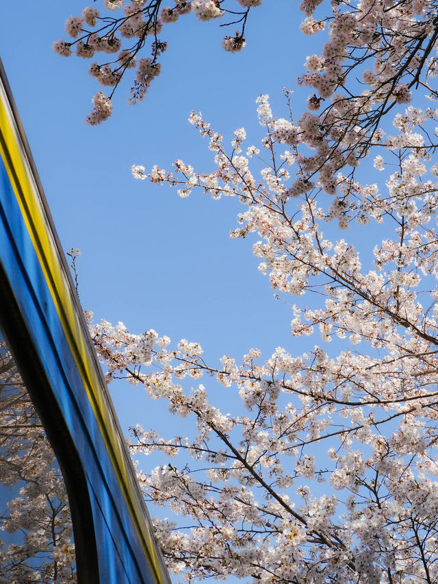 국내 최대 벚꽃 축제 진해군항제, 경화역🌸