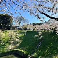【日韓春天好去處】上田公園：絕景櫻花