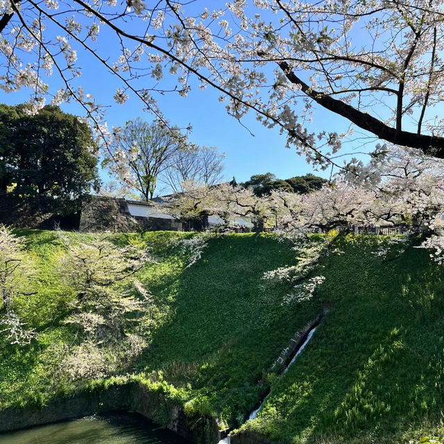 【日韓春天好去處】上田公園：絕景櫻花