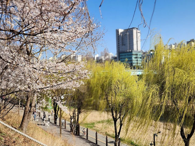 Yangjaevheom Stream filled with Cherry Blossom