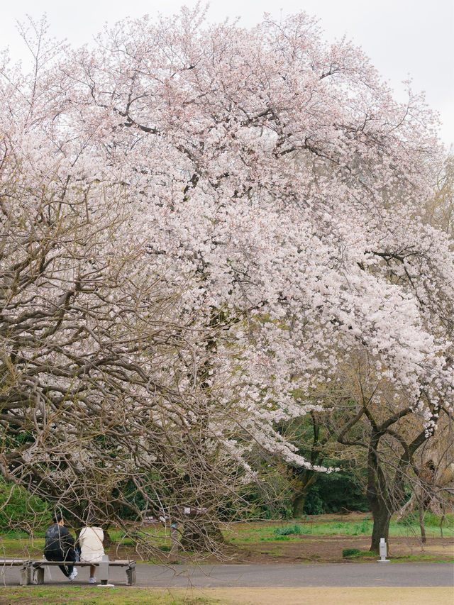 ปิกนิกชิลๆ ที่ ‘สวน Shinjuku Gyoen’ 🌸🌳