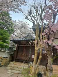 【春旅】桜香る有馬をお散歩♪