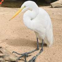 吉隆坡飛禽公園：熱帶鳥語花香，適合感受大自然生命力的理想場所
