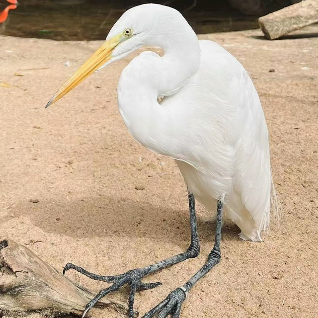 吉隆坡飛禽公園：熱帶鳥語花香，適合感受大自然生命力的理想場所