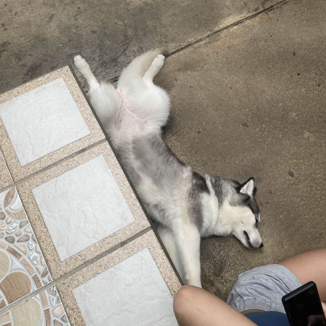 【ハスキーカフェ🐕】