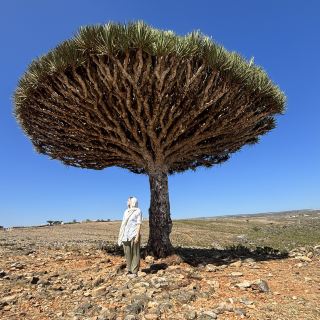 The island that looks out of this world; finding the Dragon Blood Trees
