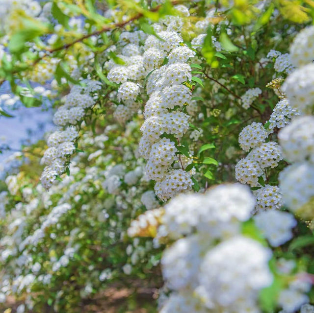 沖繩東南植物樂園～熱帶植物奇觀