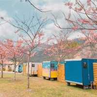 寶來花賞溫泉公園賞花