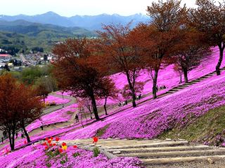 Hokkaido Flower Viewing