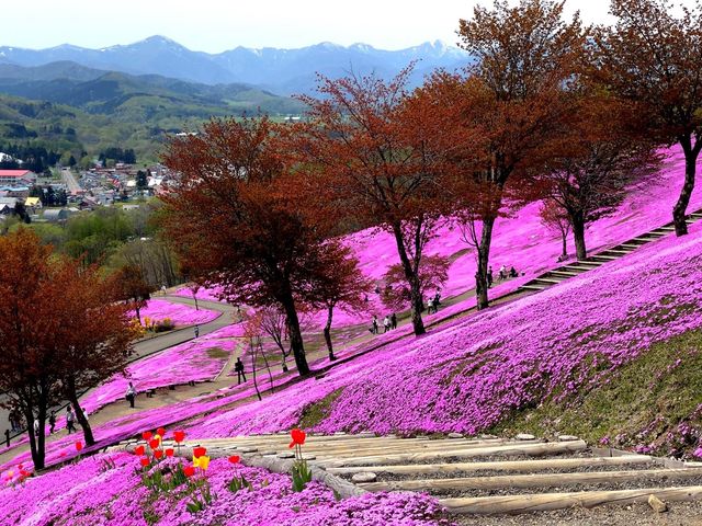 北海道賞花