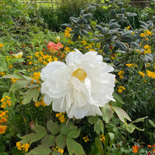 丘吉爾莊園：春日美景浪漫約會的絕佳去處