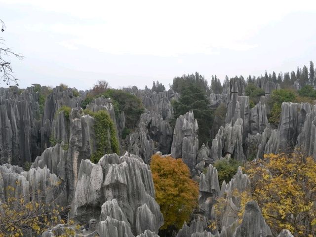 A magnificient stone forest formation, Shi-Lin Stone Forest