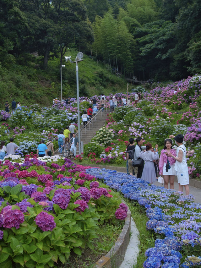 中部地方最大規模の紫陽花スポット‼️夜のライトアップもホタルも楽しめる😍