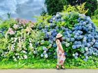 Ajisai @ Hydrangea in Niigata 