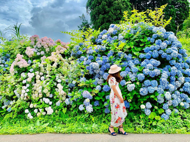 Ajisai @ Hydrangea in Niigata 