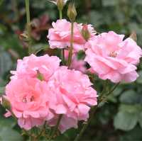 【Tokyo🇯🇵】神代植物公園🌹🌹